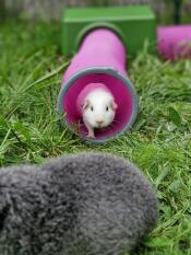 Baby guinea pig in his tunnel