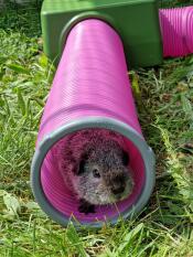 Guinea pig us teddy in his tunnel