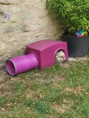 His favorite spot in the garden! thank you Omlet!