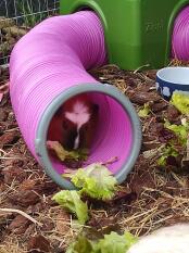 To be quiet, i eat hidden 