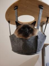 A cat inside the basket of his indoor cat tree