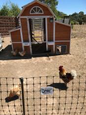 Our chicken setup. looks Good, but the Omlet coop will last longer. 