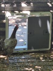 A bantam checking out the new door.