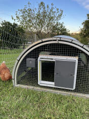 Automatic chicken door
