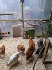 Some chickens outside of their coop with automatic chicken coop door