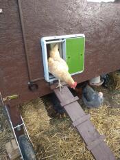 Chicken coming out of wooden coop with Omlet green automatic chicken coop door