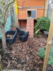 Two black chickens next to a wooden coop with an Autodoor