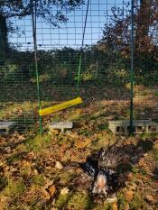 A chicken jumping off a chicken swing in a walk in run in a garden