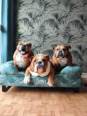 Basket adopted by my 3 boubous 😁