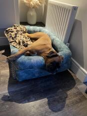 Our pippa very settled and happy in her new bed! 