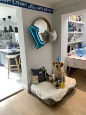 A dog surrounded by birthday gifts, on his new grey bed