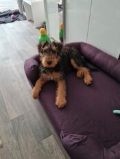 A dog laying on a purple bolster dog bed