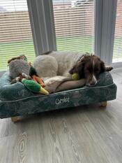 Sid the spaniel with sloth, duck and carrot!