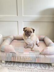 Oreo in his Omlet bed