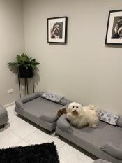 Pepper just loves her new Omlet bed boudoir 