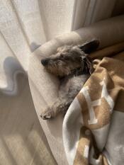 Mafia has never slept so well! 