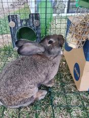 A rabbit enjoying dome treats from his treat holder