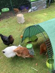 A flock of chickens enjoying some treats.