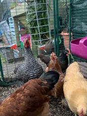 Bantams enjoying some fresh grass