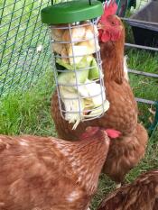 Brown hens eating vegetables from a treat Caddi