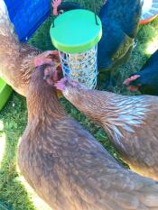 My girls loved their holder. They are constantly pecking in it. They also get crazy when I put watermelon in it. Good bye messy chicken coop with vegetable and fruit all over the place. I highly recommend it. 