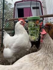 They love their new greens holder!