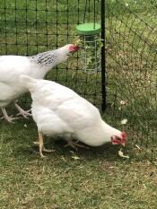 We love lettuce!