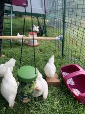 A flock of chicken enjoying the Caddie treat holder.