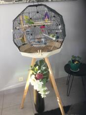 A green bird in his round cage on a stand