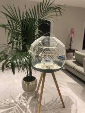 Omlet Geo bird cage with white cage, base and tall legs