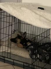 A God asleep in a Omlet dog crate