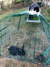 A cat on top of an Eglu Go extension looking at some rabbits