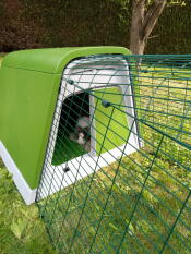 Rabbit in Omlet green Eglu Go hutch and run