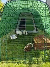 Three guinea pigs in the enclosure of their green hutch
