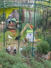 Eglu Cube large chicken coop and Eglu Go chicken coop inside of Omlet walk in chicken run