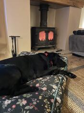 A large dog sleeping on the midnight meadow cushion dog bed.