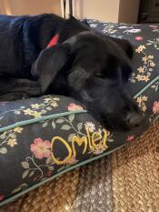 A dog resting on the midnight meadow cushion dog bed.
