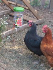 Chickens with Omlet Caddi treat holder