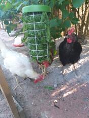 Three chickens in a garden eating from a Caddi
