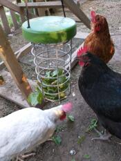 Chickens investigating Omlet chicken Caddi treat holder