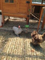 Chickens outside of wooden chicken coop with Omlet Caddi chicken treat holder