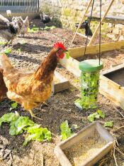 Chicken with Omlet Caddi treat holder