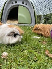 Henry and gilbert enjoying their run 