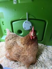 Betsy loves her spacious nesting box 