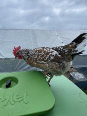 For wilma, the Eglu cupe is a great lookout tower 