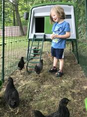 Just a boy and his chickens 
