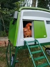 Green Eglu Cube large chicken coop and run with chickens