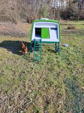 Playhouse and fence