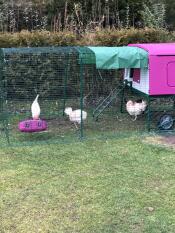 Purple Eglu Cube large chicken coop and run with chickens in garden