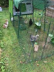 A cat looking into a chicken house...